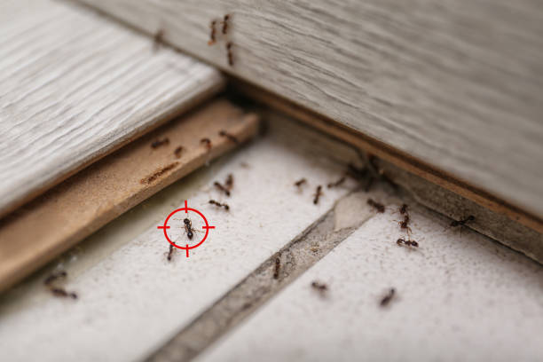 Best Termite Control Services  in Mayfield, KY