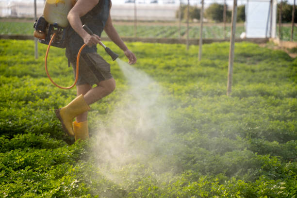 Wasp Removal Services in Mayfield, KY